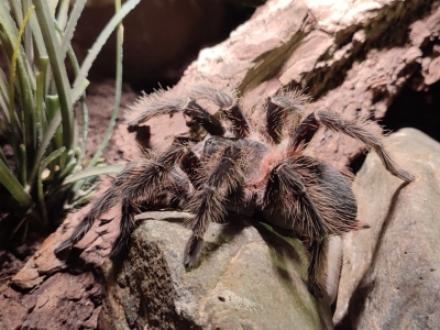 Lasiodora parahybana - De Zonnegloed - Dierenpark - Dieren opvangcentrum - Sanctuary